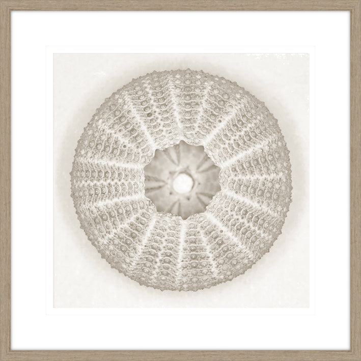 Sea Urchin - Pearl