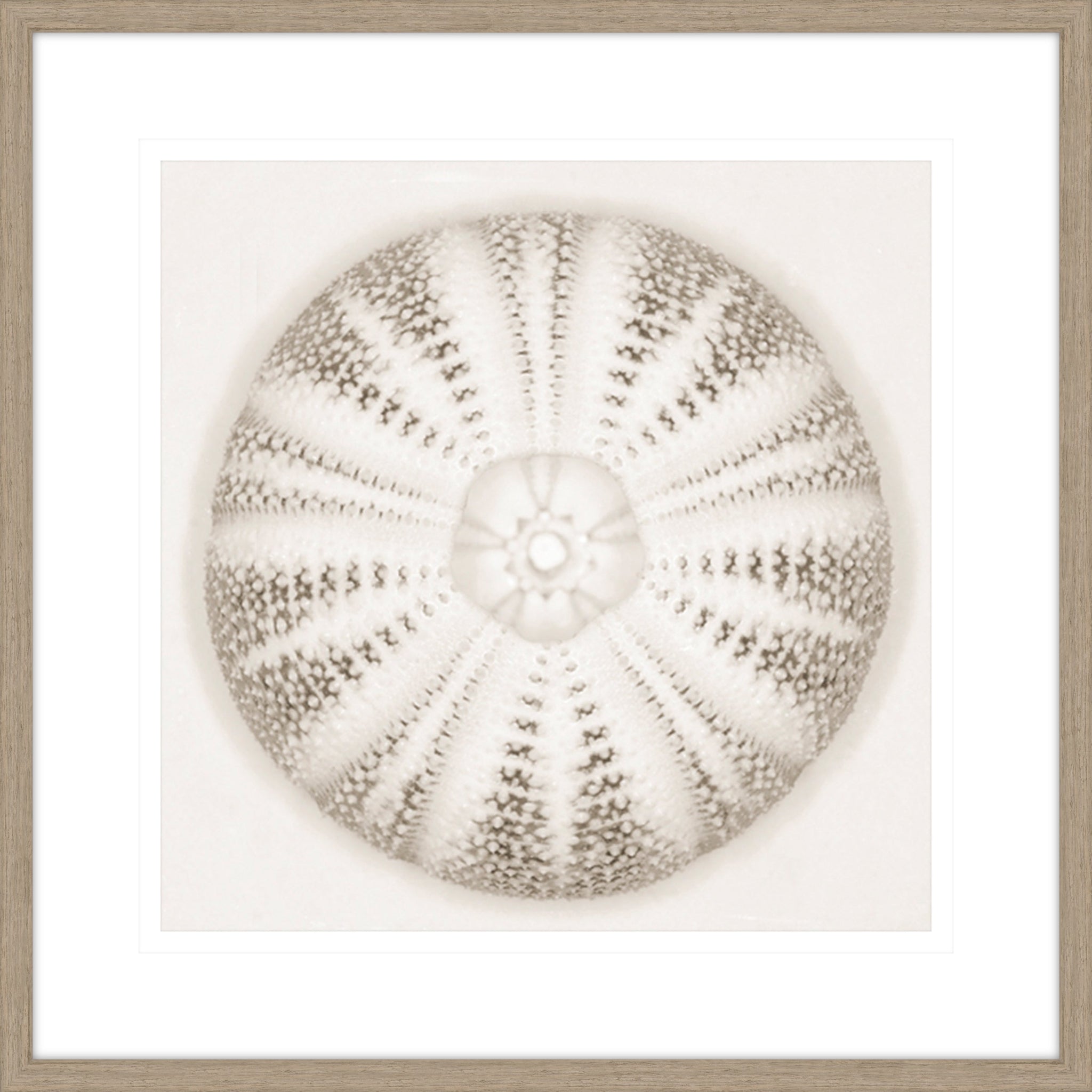 Sea Urchin - Alabaster