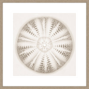 Sea Urchin - Alabaster
