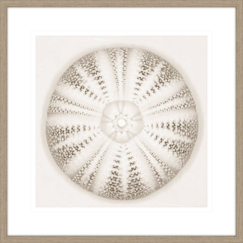 Sea Urchin - Alabaster