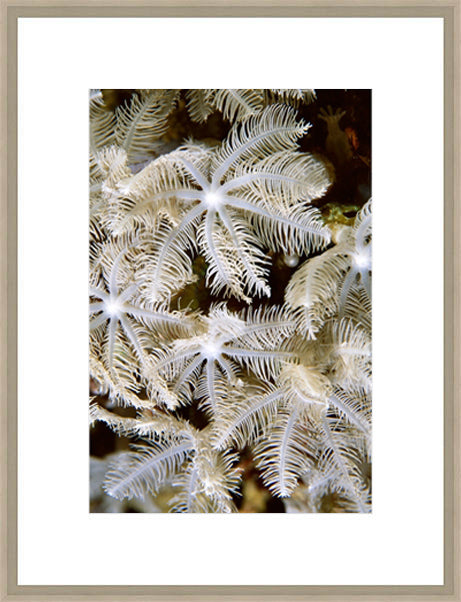 Biella Art framed prints melbourne