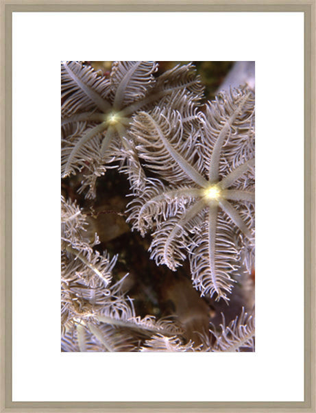 Biella Art framed prints melbourne