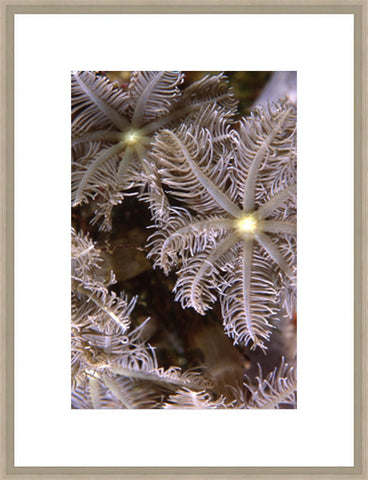 Biella Art framed prints melbourne