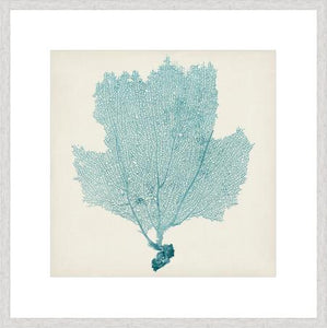 Sea Fan III
