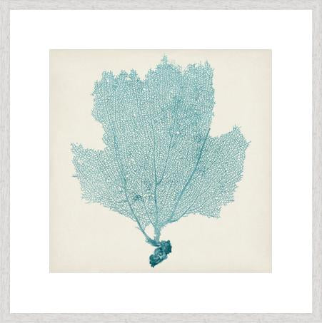 Sea Fan III