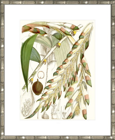 Tropical Variety I