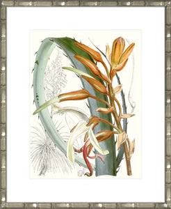 Tropical Variety III