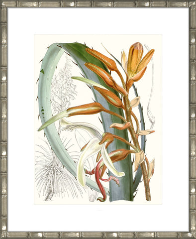 Tropical Variety III