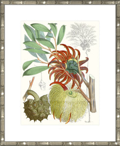 Tropical Variety IV