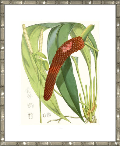 Tropical Variety V