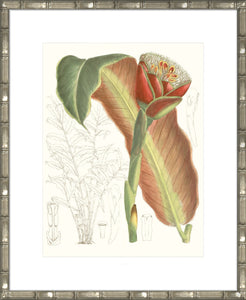 Tropical Variety VII