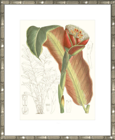 Tropical Variety VII