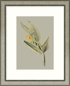 Botanical Cabinet Iii