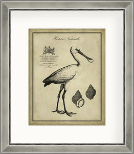 Antiquarian Spoonbill