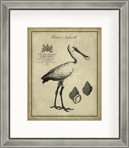Antiquarian Spoonbill