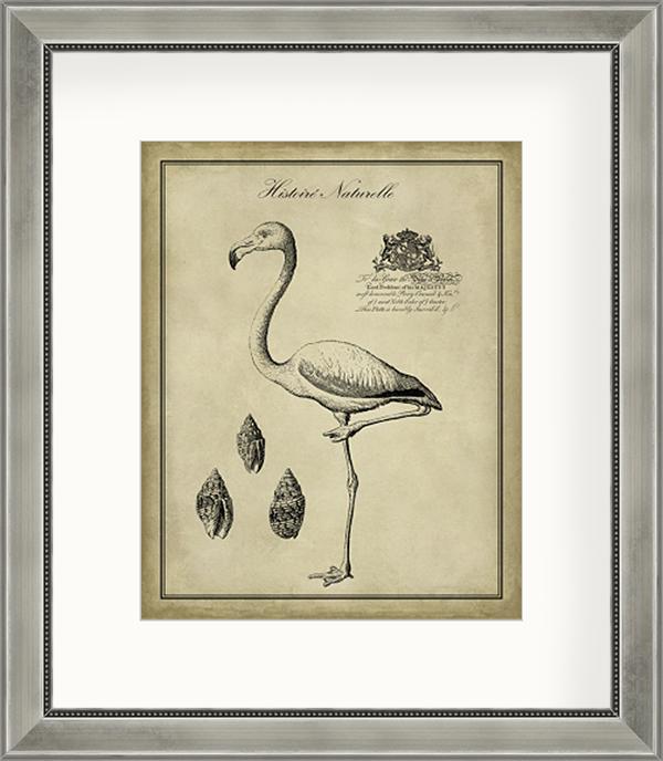 Antiquarian Flamingo
