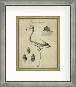 Antiquarian Flamingo