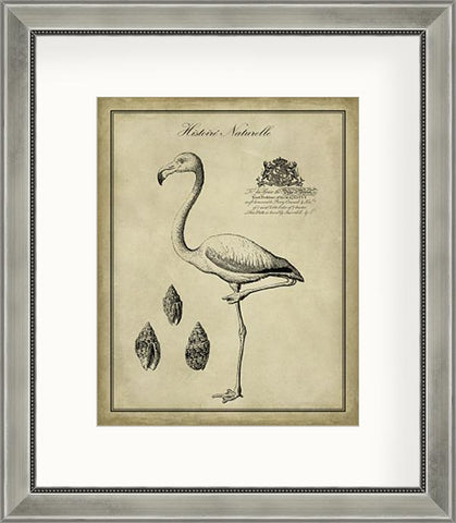 Antiquarian Flamingo