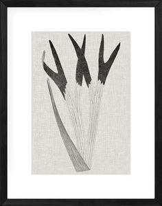 Fern Family II