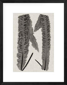 Fern Family III