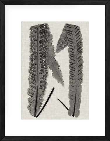Fern Family III