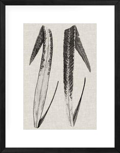 Fern Family IV