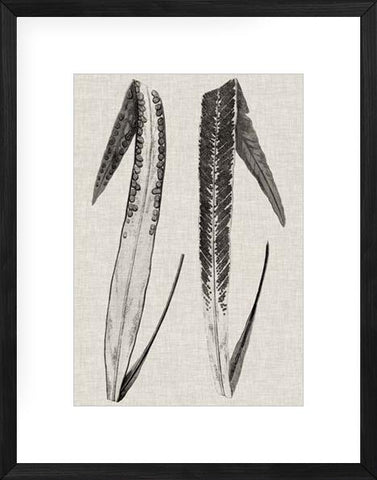 Fern Family IV