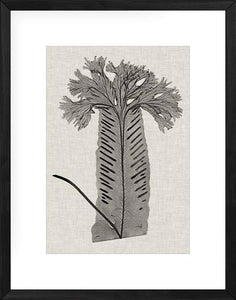 Fern Family V