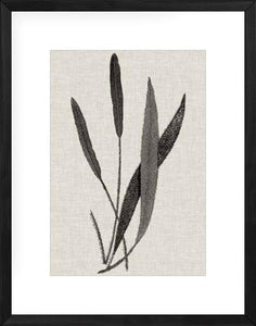 Fern Family VI