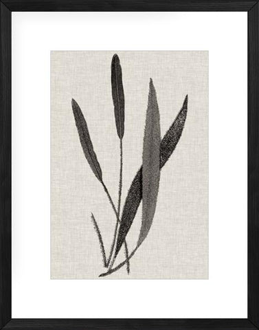 Fern Family VI