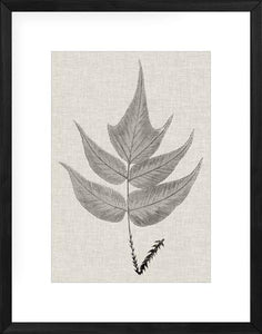 Fern Family VII
