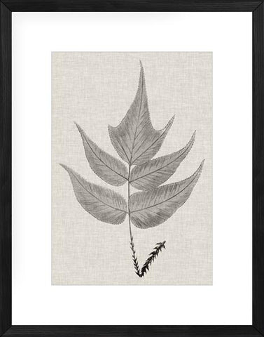 Fern Family VII