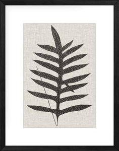 Fern Family VIII