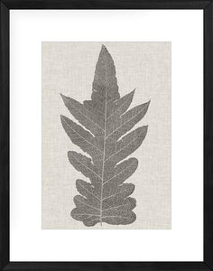 Fern Family IX