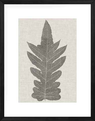 Fern Family IX