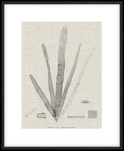 Charcoal & Linen Seaweed II