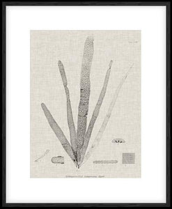 Charcoal & Linen Seaweed II