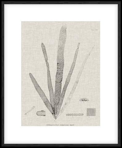 Charcoal & Linen Seaweed II