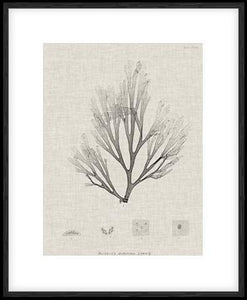 Charcoal & Linen Seaweed III