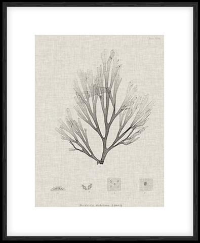 Charcoal & Linen Seaweed III