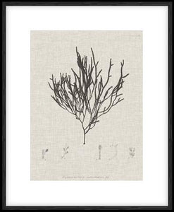 Charcoal & Linen Seaweed IV
