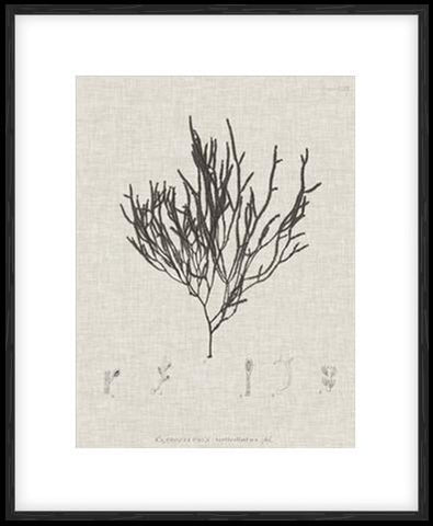 Charcoal & Linen Seaweed IV