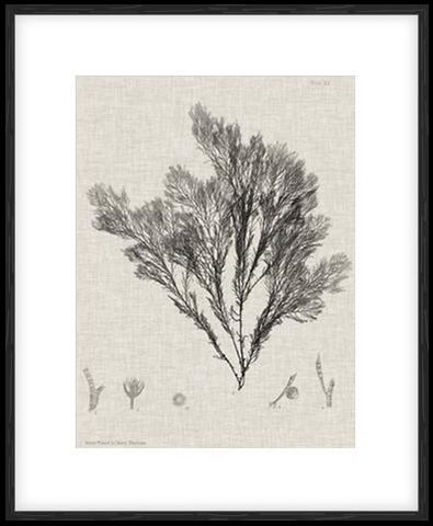 Charcoal & Linen Seaweed V