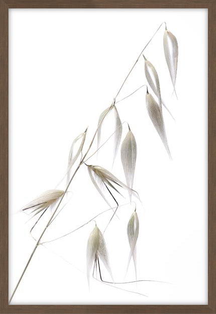 Reed Delicacy