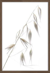 Reed Delicacy