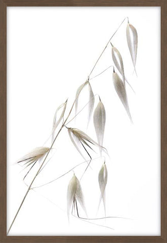 Reed Delicacy