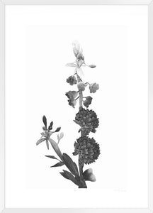 Biella Art framed prints melbourne