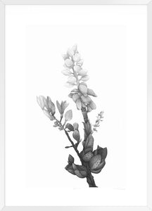 Biella Art framed prints melbourne