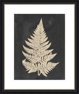 Linen Fern I