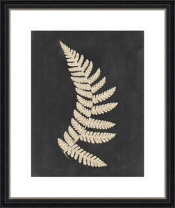 Linen Fern IV